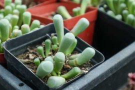 五十铃玉怎么养成彩色