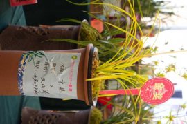 兰花怎么养才能开花