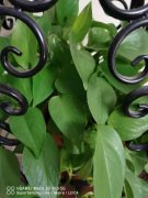 土培绿萝可以水培吗，可以半土半水吗