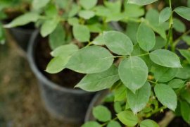 月季花怎么插才能活