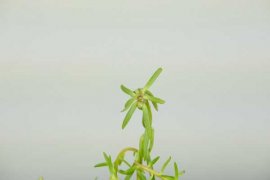 太阳花有白色虫子怎么办，用什么药喷呢