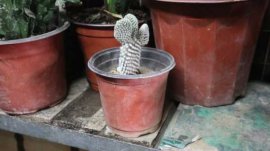 仙人掌秋天怎么养