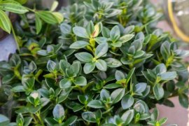 金鱼吊兰的养殖方法和注意事项