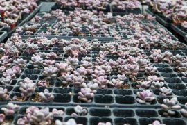 桃之卵怎么播种